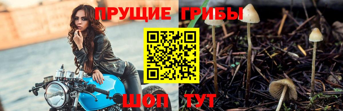 Псилоцибиновые грибы мицелий Чебаркуль